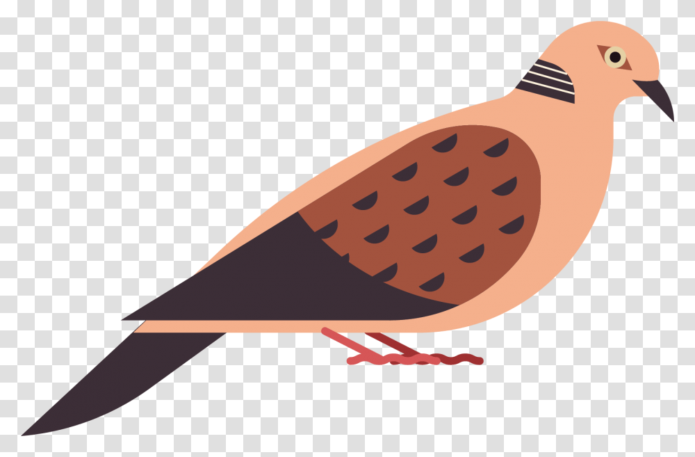 Pigeons And Doves, Animal, Bird, Soil, Partridge Transparent Png