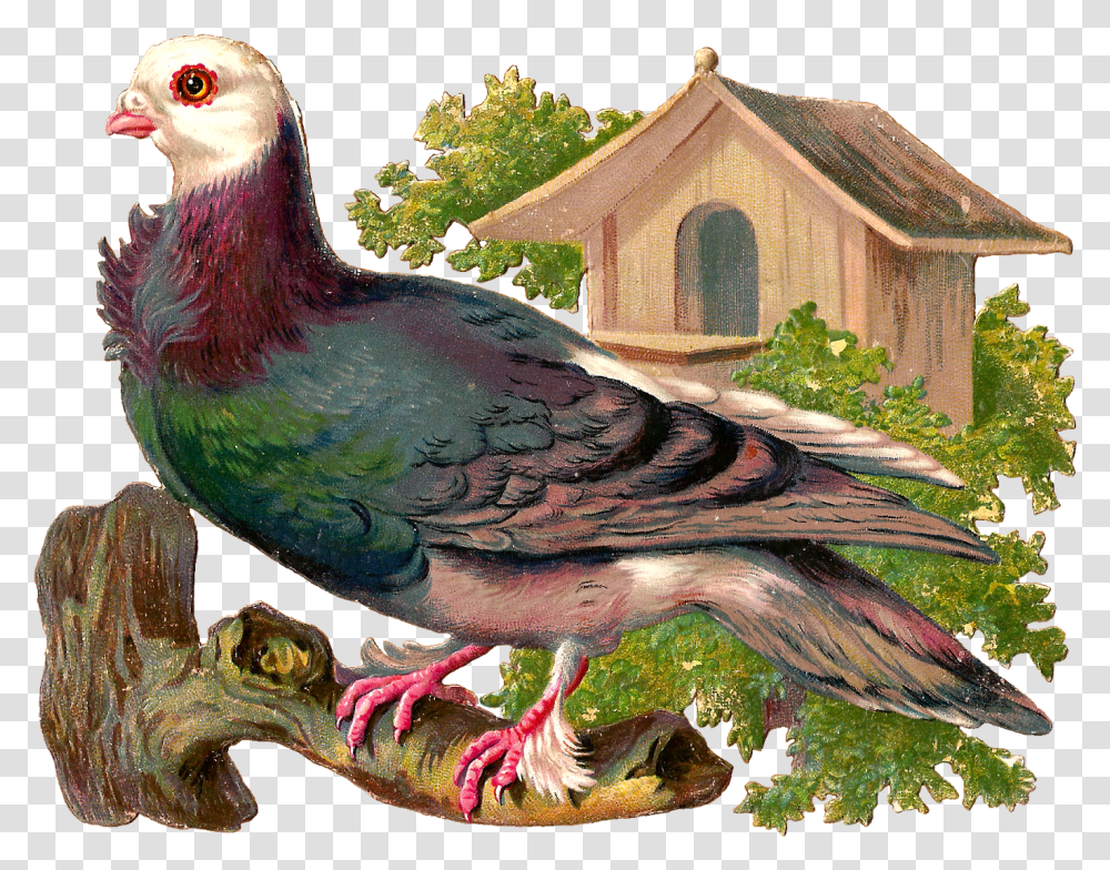 Pigeons And Doves, Bird, Animal, Chicken, Outdoors Transparent Png