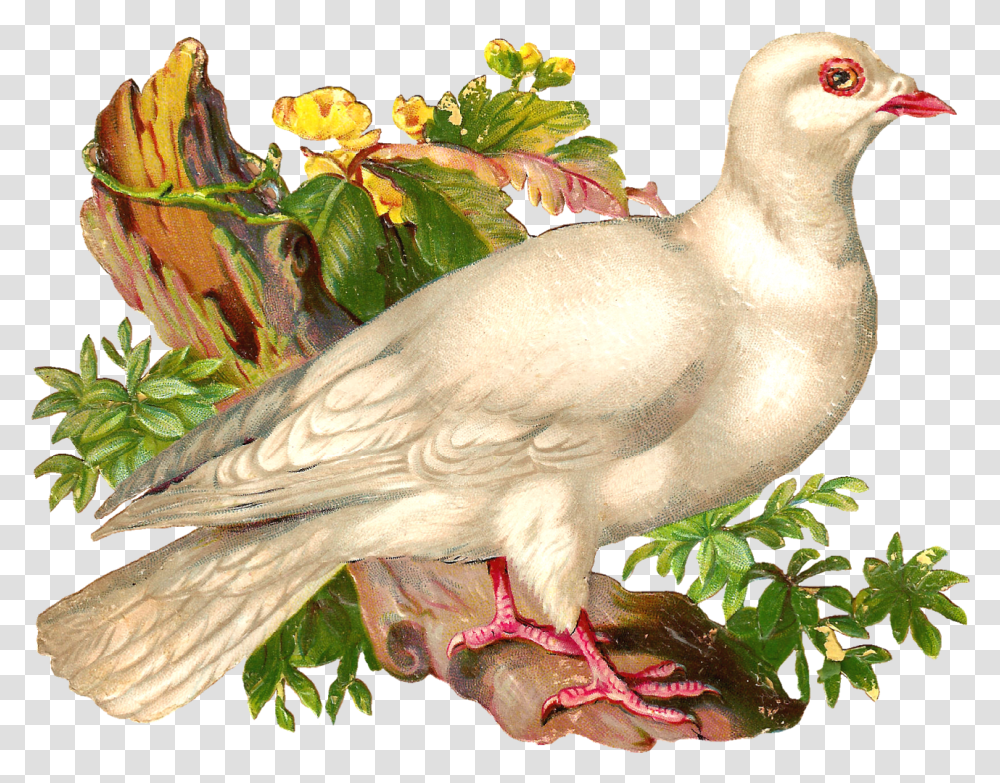 Pigeons And Doves, Bird, Animal, Chicken, Poultry Transparent Png