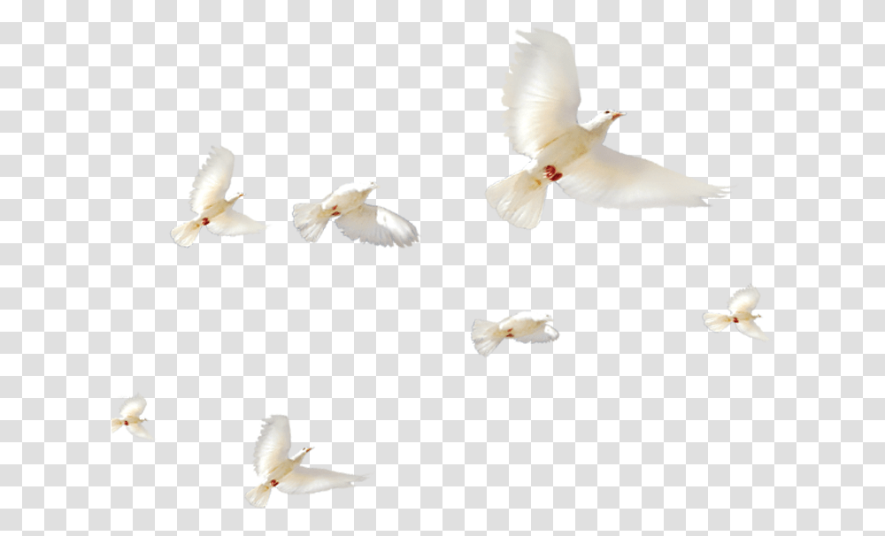 Pigeons And Doves, Bird, Animal, Flying, Cockatoo Transparent Png