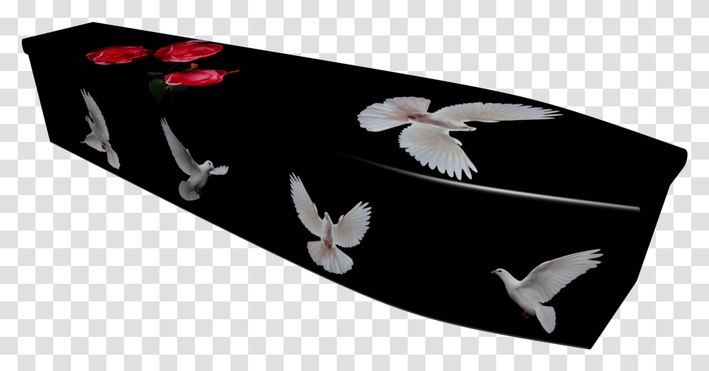 Pigeons And Doves, Bird, Animal, Flying, Waterfowl Transparent Png