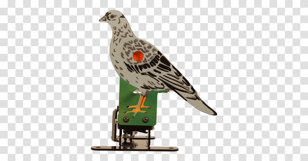 Pigeons And Doves, Bird, Animal, Giraffe, Wildlife Transparent Png