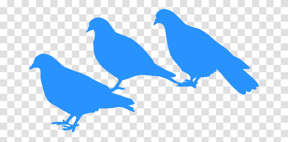 Pigeons And Doves, Bird, Animal, Person, Human Transparent Png