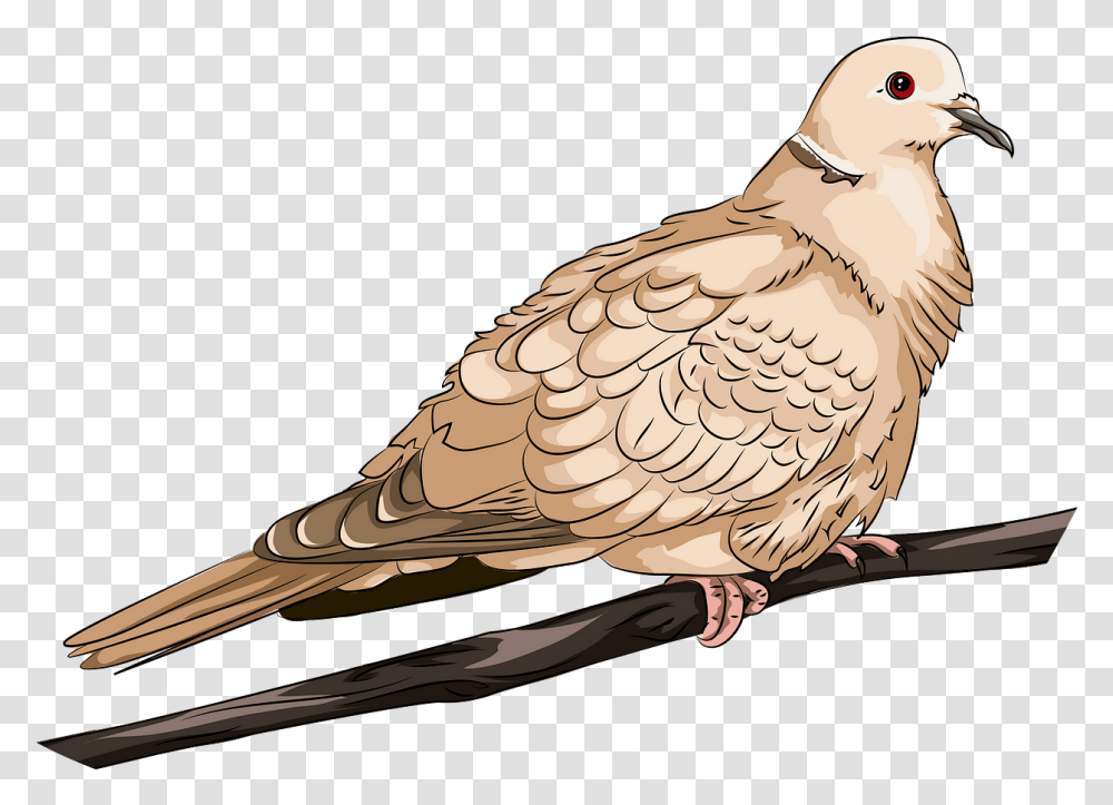 Pigeons And Doves, Bird, Animal Transparent Png