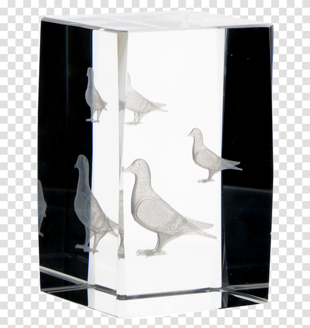 Pigeons And Doves, Bird, Animal Transparent Png