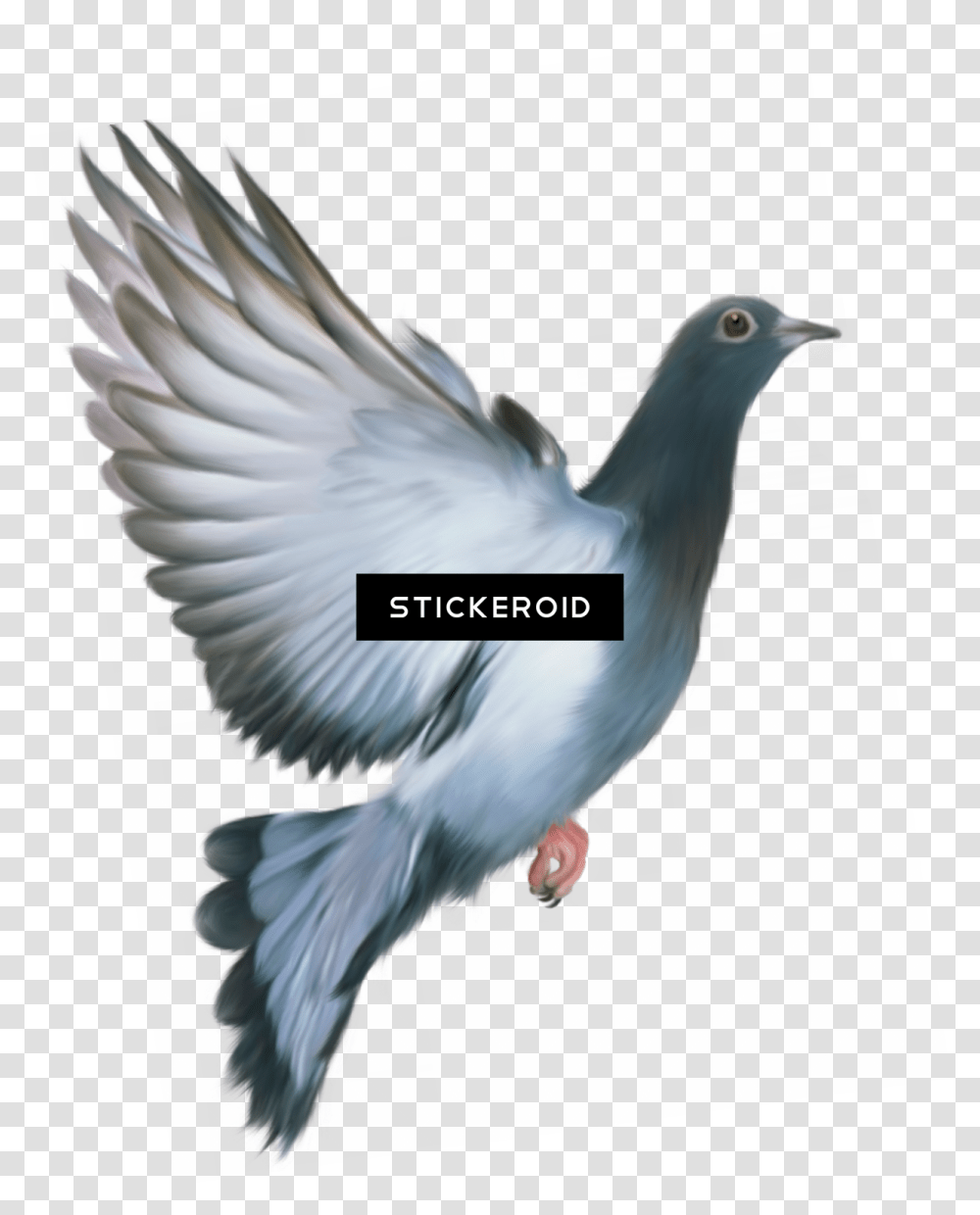 Pigeons And Doves, Bird, Animal Transparent Png