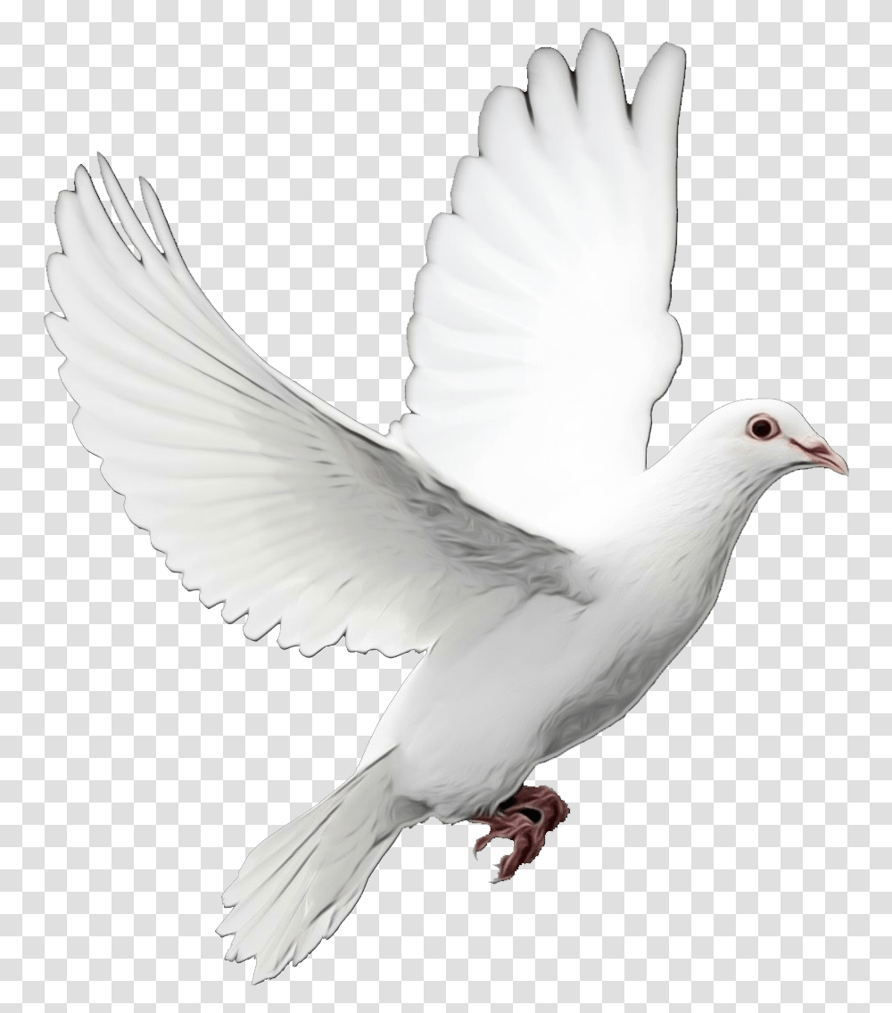 Pigeons And Doves Bird As Symbols Dove Of Peace, Animal Transparent Png