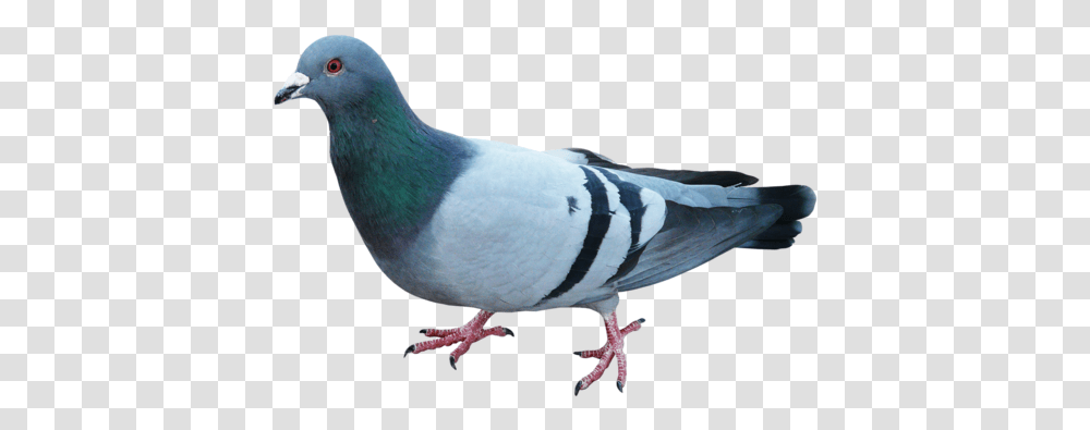 Pigeons And Doves Bird Blue Pigeon Clip Blue Dove Bird, Animal Transparent Png
