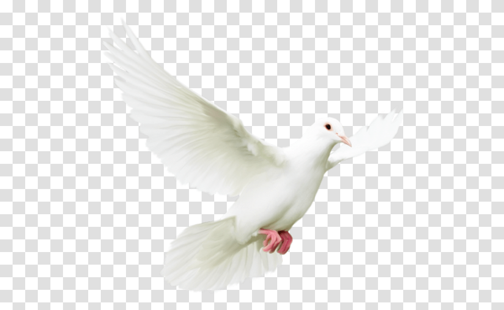 Pigeons And Doves Bird Rock Dove Homing Pigeon Portable Dove, Animal Transparent Png