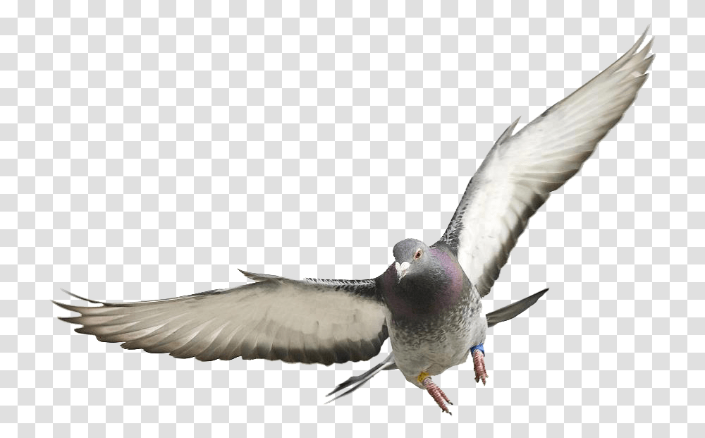 Pigeons And Doves Download Redhead, Bird, Animal, Flying, Kite Bird Transparent Png