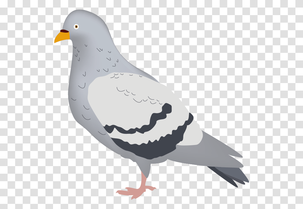Pigeons And Doves Download Stock Dove, Bird, Animal Transparent Png