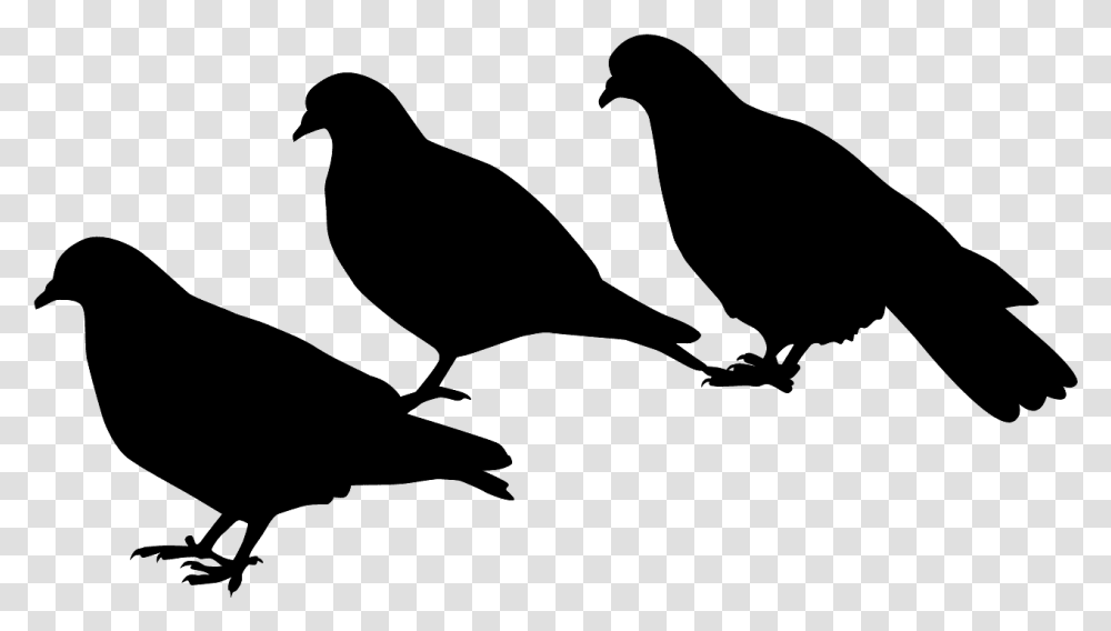 Pigeons And Doves, Gray, World Of Warcraft Transparent Png