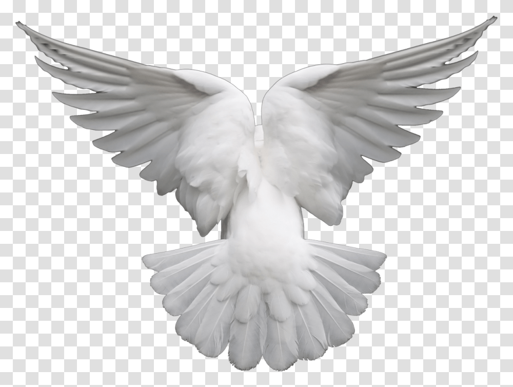 Pigeons And Doves Portable Network Graphics Clip Art White Dove To Download, Bird, Animal Transparent Png