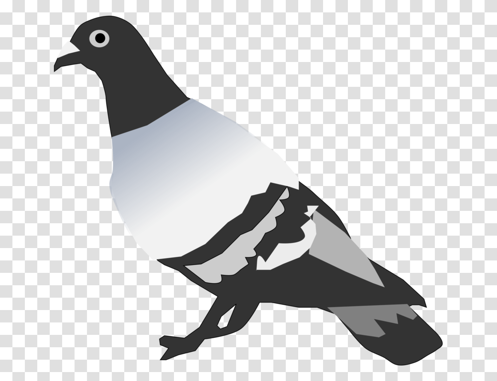 Pigeons And Doves Rock Dove Bird Pigeon Clipart, Animal Transparent Png