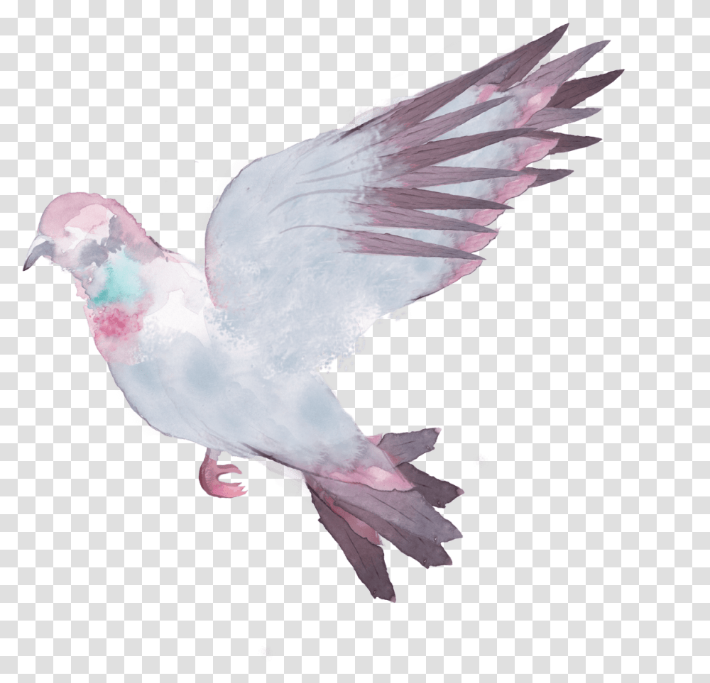 Pigeons And Doves Stock Dove, Bird, Animal Transparent Png