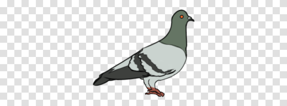 Pigeons, Animal, Bird, Dove Transparent Png