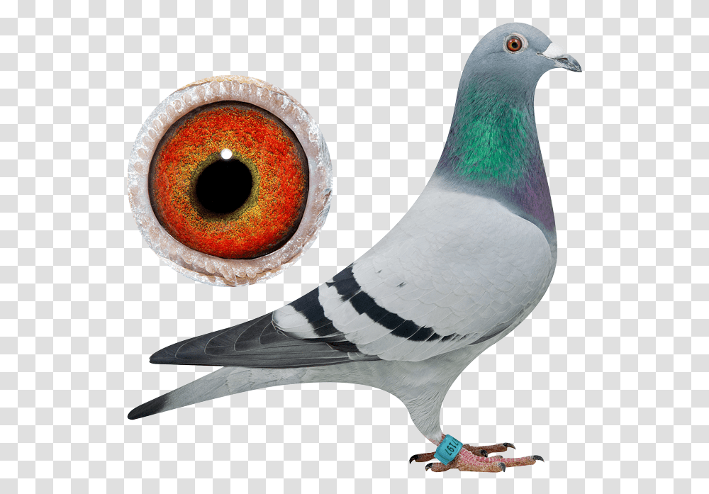Pigeons, Bird, Animal, Dove, Photography Transparent Png