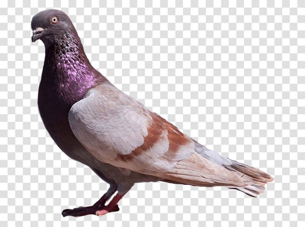 Pigeons, Bird, Animal, Dove Transparent Png