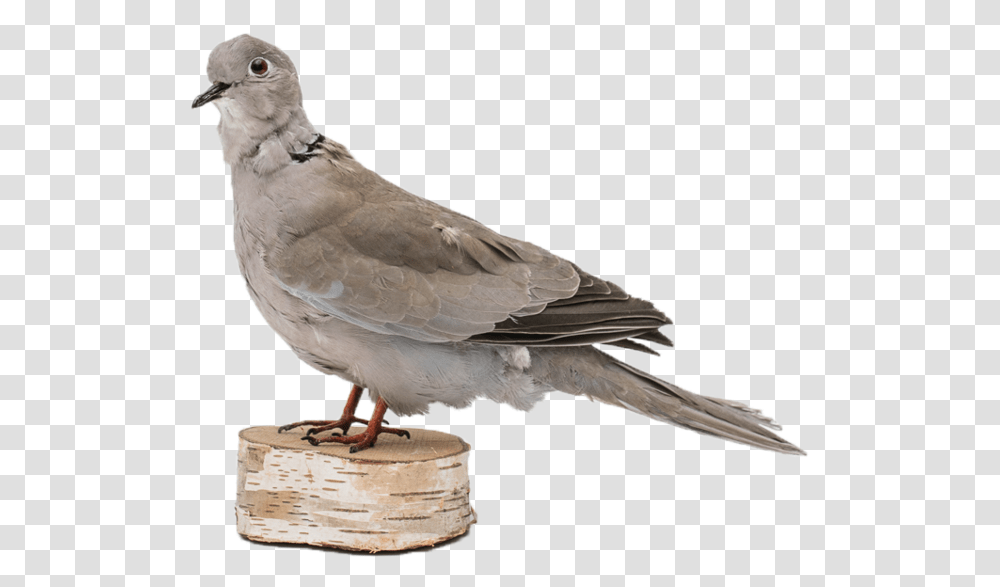 Pigeons, Bird, Animal, Dove Transparent Png