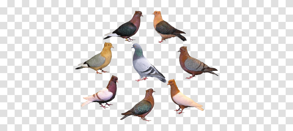 Pigeons Ferrebeekeeper Varieties Of Pigeon, Bird, Animal, Dove, Finch Transparent Png