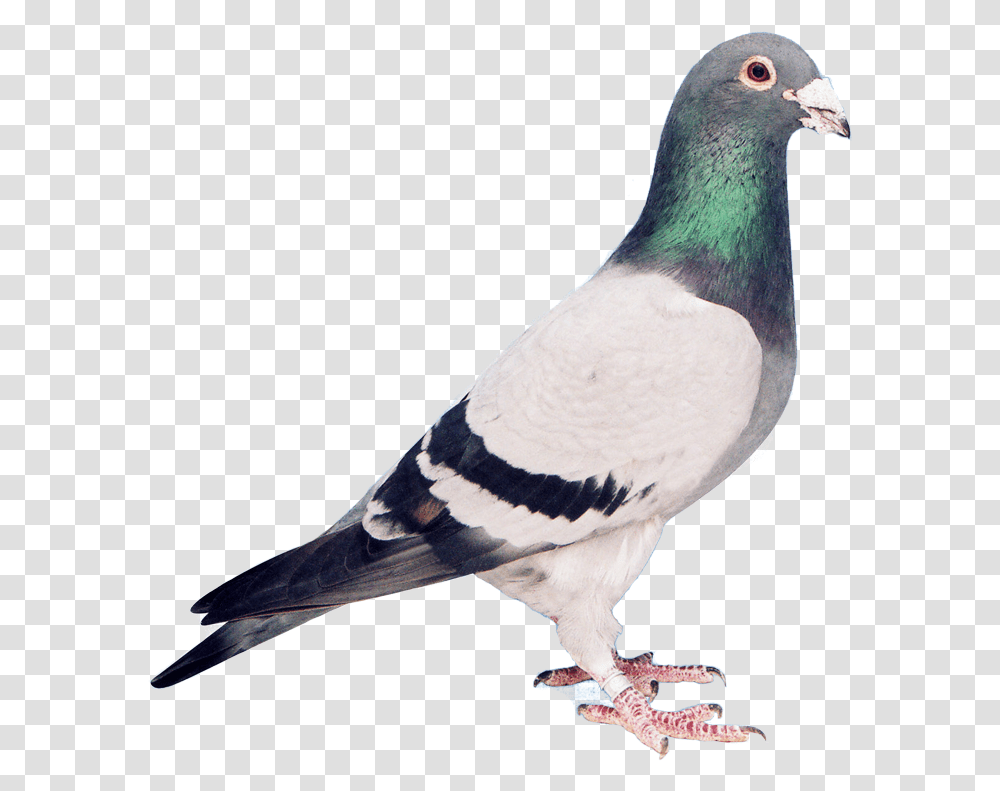 Pigeons Flying, Bird, Animal, Dove Transparent Png