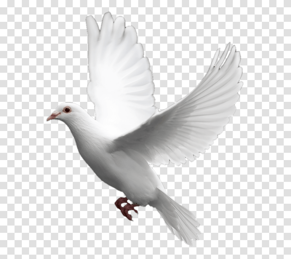 Pigeons Hd Pigeons Hd Images, Bird, Animal, Dove Transparent Png