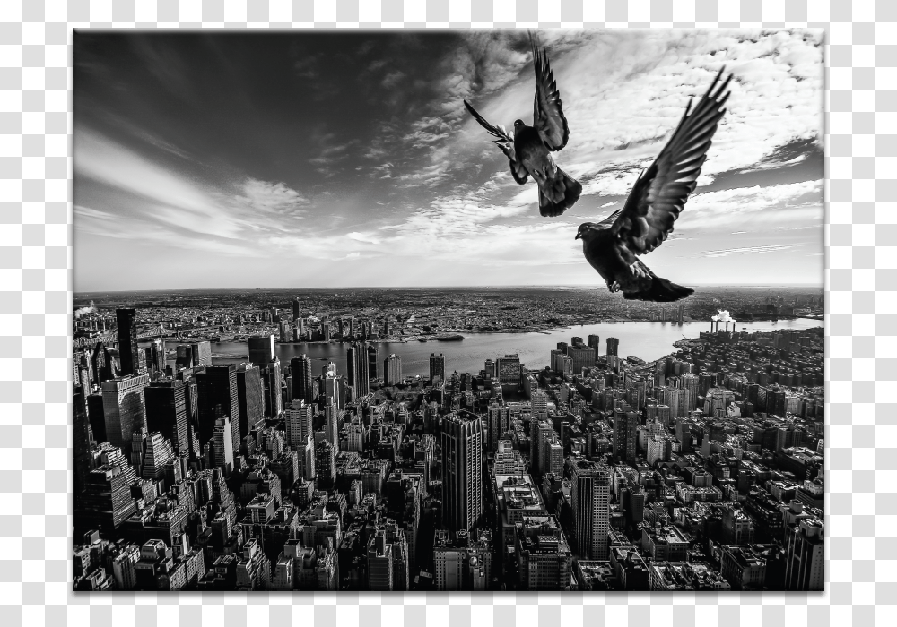 Pigeons On The Empire State Building Monochrome, City, Urban, Bird, Animal Transparent Png