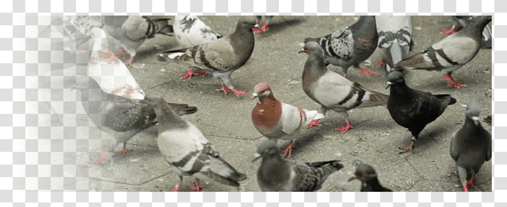 Pigeons Video Cartoons Rock Dove, Bird, Animal, Chicken, Poultry Transparent Png