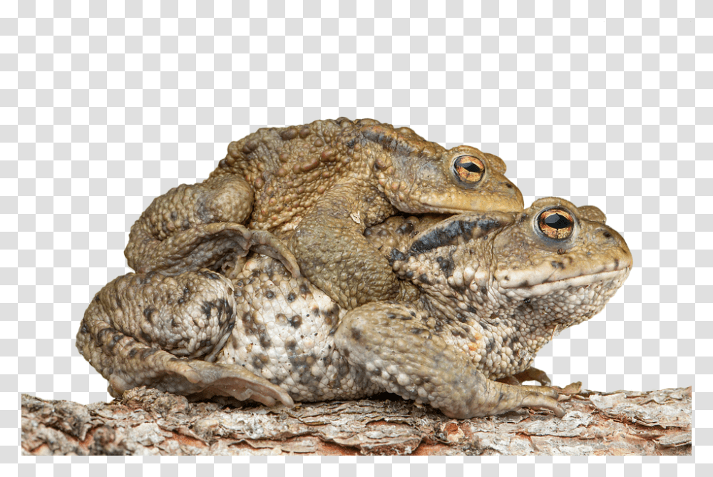 Piggyback Toad Frog Bufonidae Bufo Amplexus Cute Toad, Lizard, Reptile, Animal, Amphibian Transparent Png