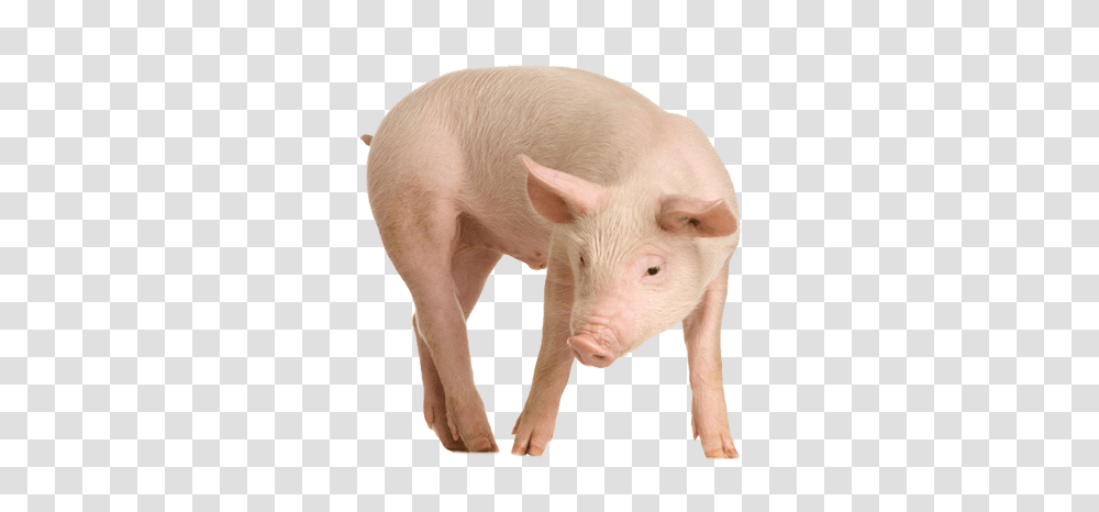 Piglet Farm Animal Image Pig, Mammal, Hog, Boar Transparent Png