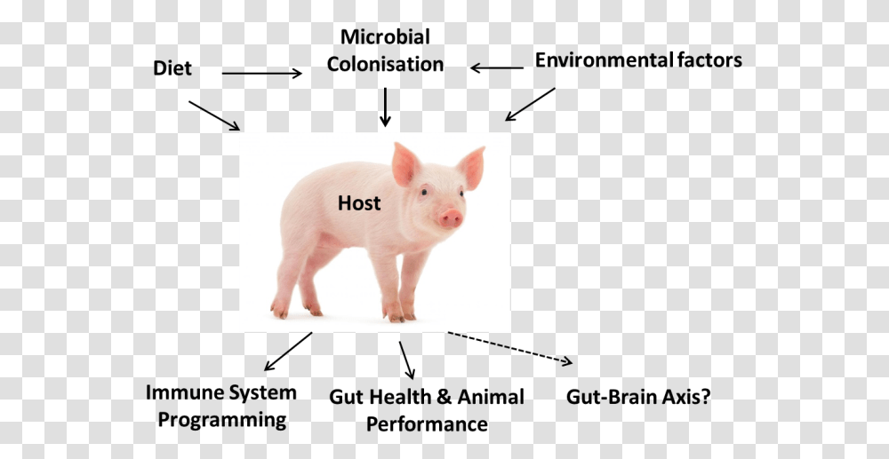 Piglet Model Gut Microbiota, Mammal, Animal, Hog, Boar Transparent Png