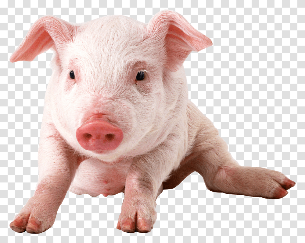 Piglet Pigs Background, Mammal, Animal, Hog, Boar Transparent Png
