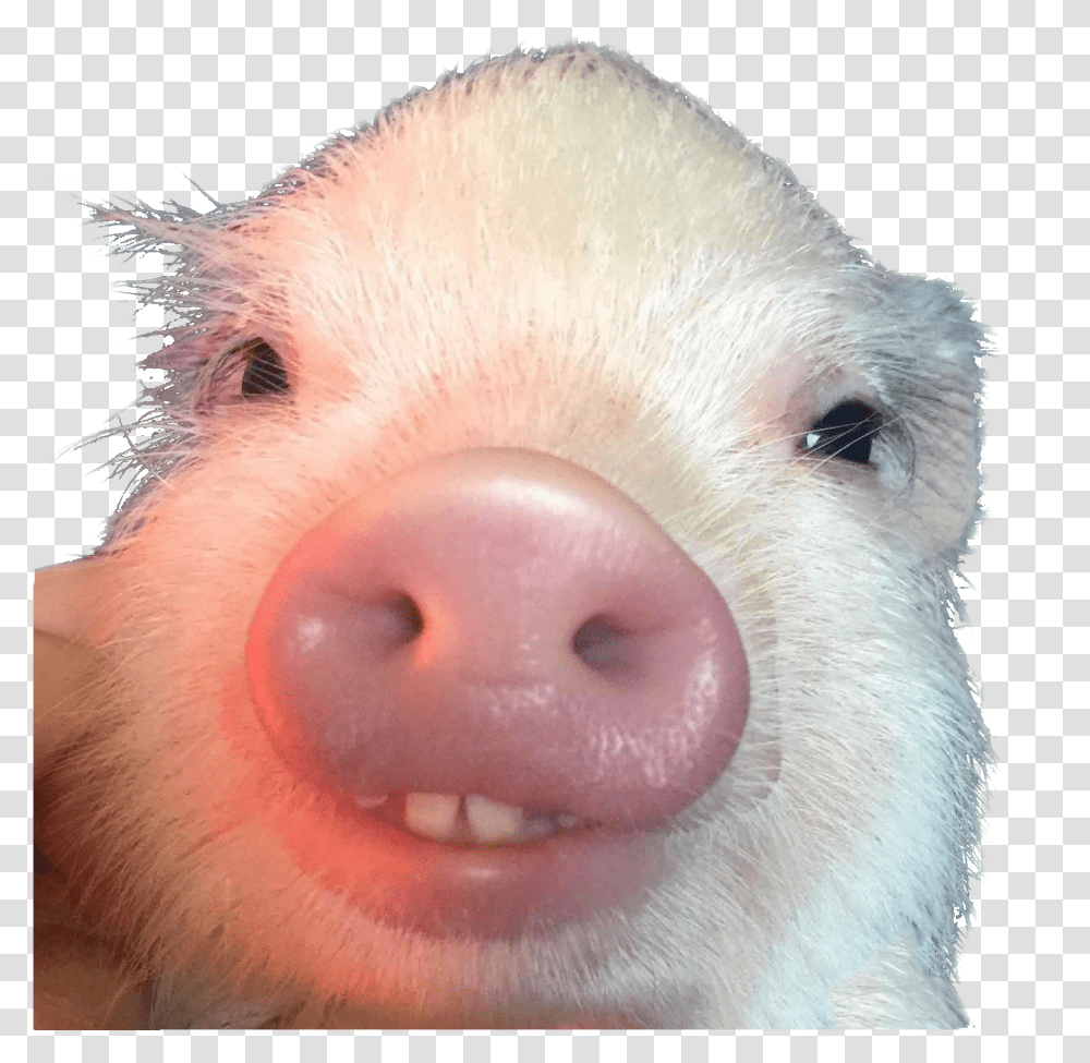 Piglet With Buck Teeth Pig With Buck Teeth, Mammal, Animal, Hog, Snout Transparent Png