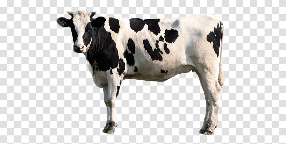 Pigment Treatments Bcmc Background Male Cow, Cattle, Mammal, Animal, Dairy Cow Transparent Png