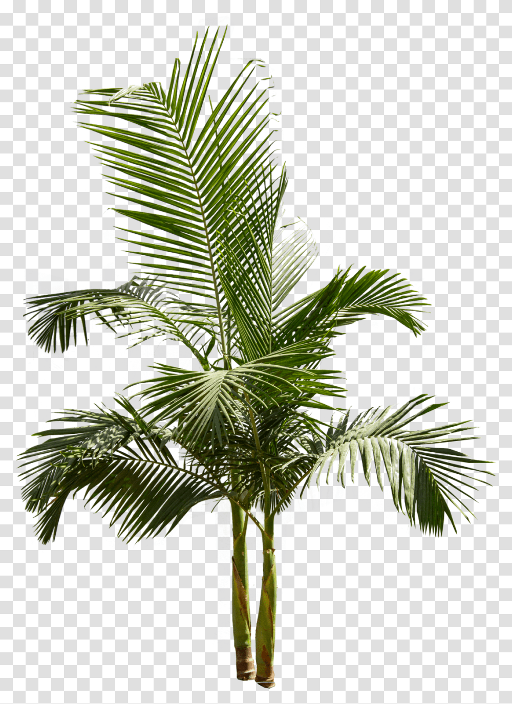 Pigmy Palm King Palm Tree, Plant, Arecaceae, Tropical, Bookcase Transparent Png