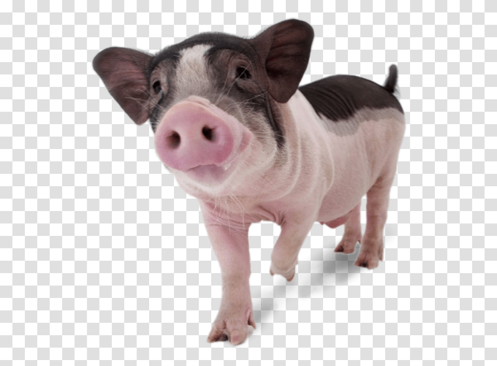 Pigs - Continental Veterinaria, Mammal, Animal, Hog, Boar Transparent Png