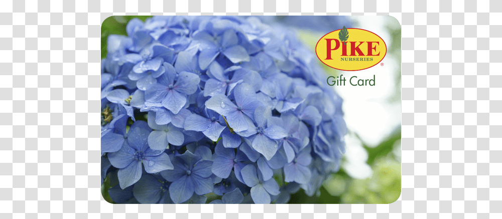 Pike Gift Card, Geranium, Flower, Plant, Blossom Transparent Png