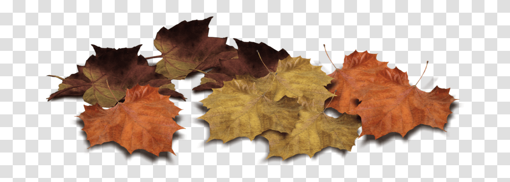 Pile Of Leaves, Leaf, Plant, Tree, Maple Transparent Png