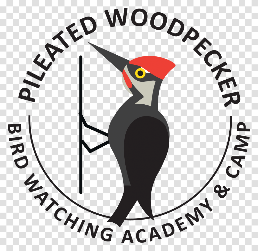 Pileated Woodpecker Picture Gambar Pin Nabi Muhammad, Bird, Animal, Flicker Bird, Logo Transparent Png