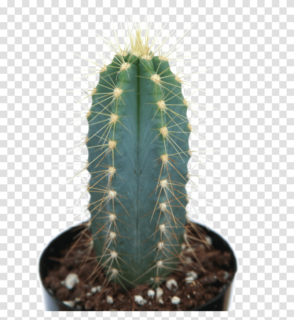 Pilosocereus Azureus Blue Torch CactusClass Small Blue Torch Cactus, Plant, Pineapple, Fruit, Food Transparent Png