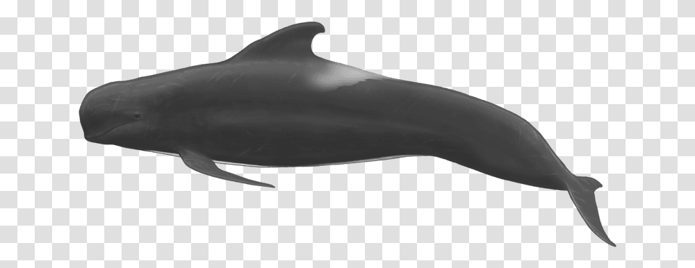 Pilot Whale Full Body, Sea Life, Animal, Mammal, Shark Transparent Png