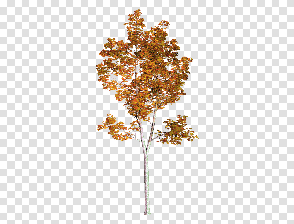 Pin American Sycamore, Tree, Plant, Maple, Leaf Transparent Png