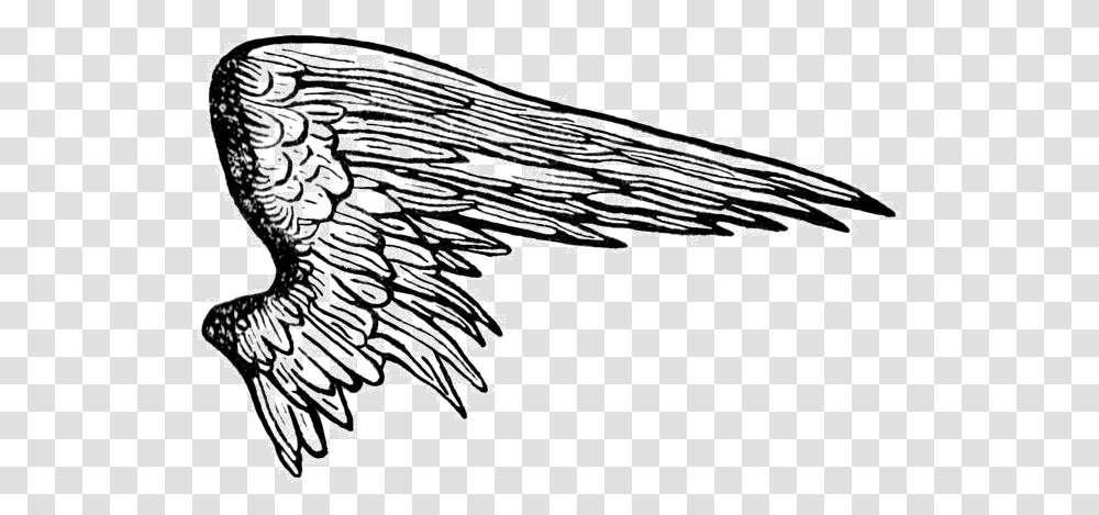 Pin Angel Wings Drawing, Insect, Invertebrate, Animal, Butterfly Transparent Png