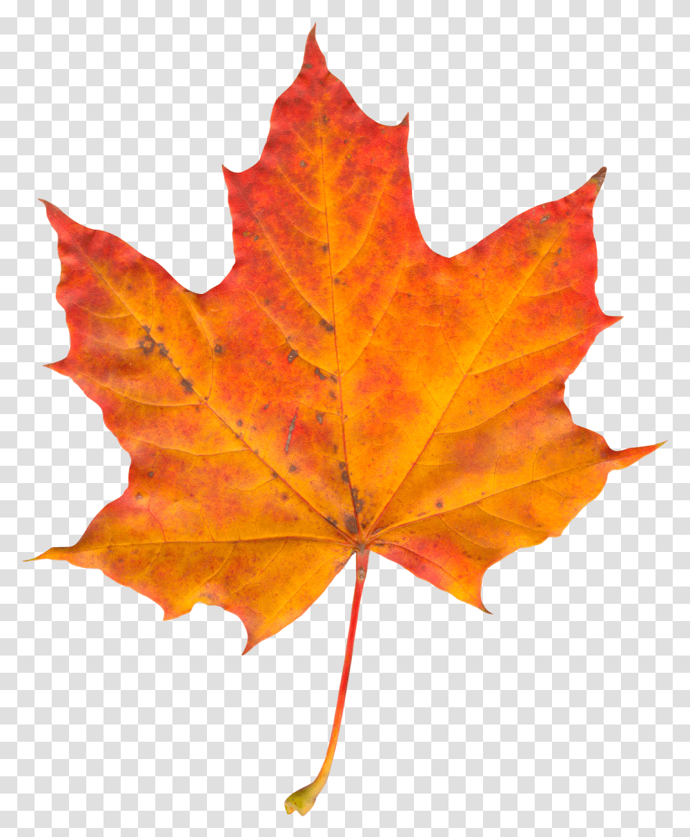 Pin Autumn Leaf, Plant, Tree, Maple, Maple Leaf Transparent Png