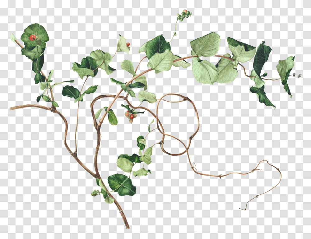 Pin By Akshay Patel Ivy Botanical Drawing, Plant, Leaf, Vine, Flower Transparent Png
