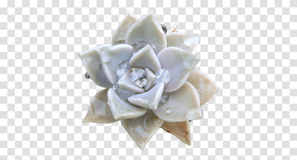 Pin By Alexandra Alex Progovac Graptopetalum Paraguayense, Rose, Flower, Plant, Blossom Transparent Png