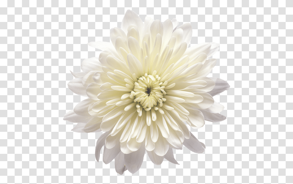 Pin By Blanka Dolinar White Chrysanthemum Flower, Dahlia, Plant, Blossom Transparent Png