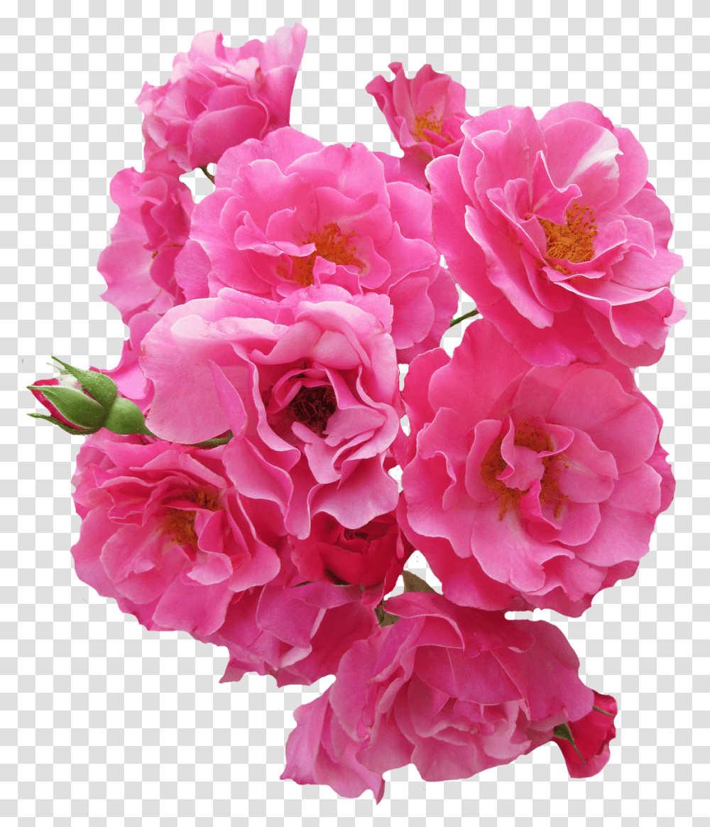 Pin By Camiqwerty Pink Rose Flower, Geranium, Plant, Blossom, Carnation Transparent Png