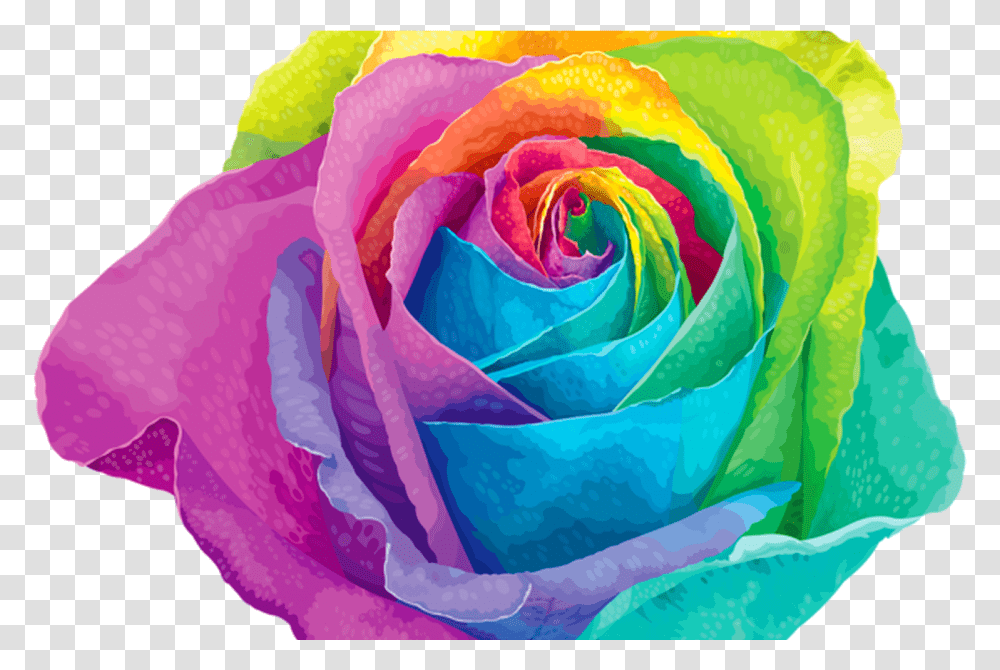 Pin By Carol Marie Littlejohn On Photo Roll Rainbow Flower, Plant, Rose, Blossom Transparent Png