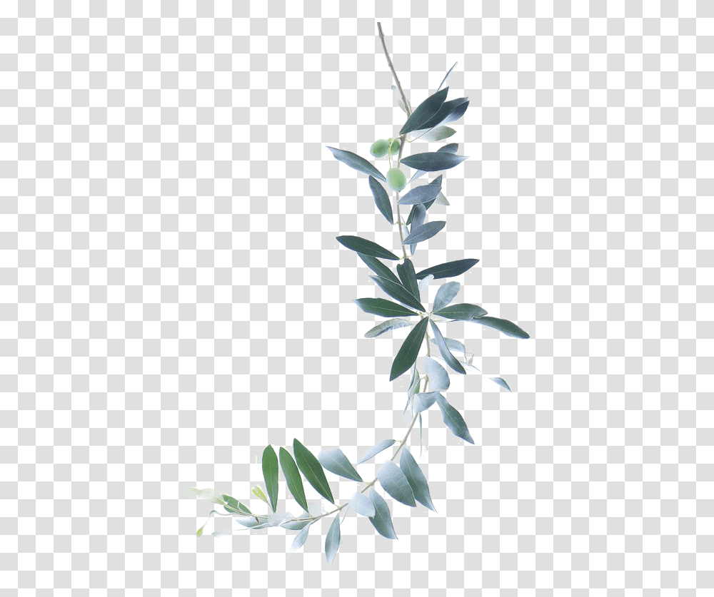 Pin By Cheryl Johnson Watercolor Olive Branch, Plant, Flower, Graphics, Art Transparent Png
